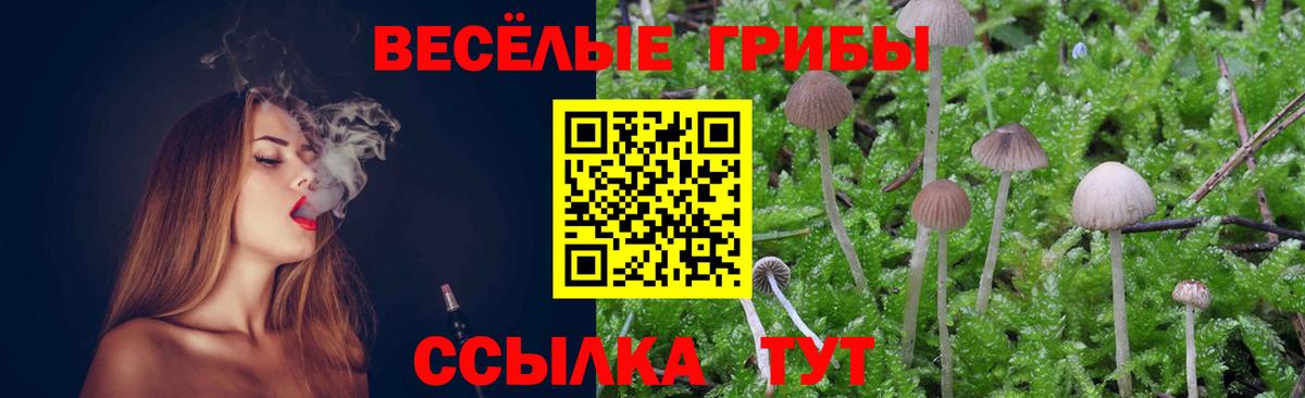 Псилоцибиновые грибы Cubensis Азнакаево